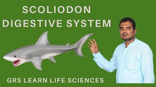 Fish digestive system scoliodon digestive system [upl. by Fredericka]