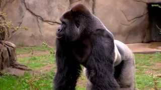 New Silverback Gorilla Harambe 1st Time Out  Cincinnati Zoo [upl. by Groot]