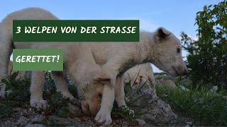 Für den Tierschutz in Rumänien Wie wir 3 einsame WELPEN auf der STRAßE gefunden haben 😱🐕🐕🐕 [upl. by Mchugh]