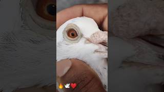 Kabootar ke nascl newsong pigeon kabootar homing 🕊️🕊️🔥 [upl. by Amat]