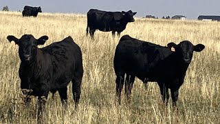 CC Farming Company  630 Steer Calves  160 Head Cayley AB [upl. by Adnoved66]