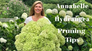 Annabelle Hydrangea Blooms  Tips on Pruning Hydrangeas [upl. by Ettennod]