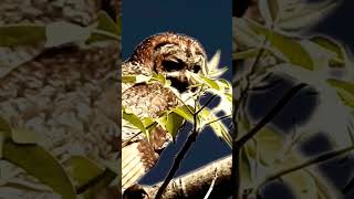 Weird Bird Sound  Mottled Wood Owl [upl. by Einnok]