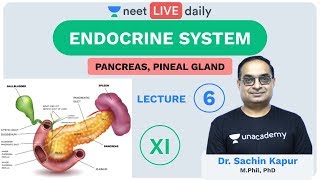 Endocrine System  L 6  Pancreas  Unacademy NEET  LIVE DAILY  NEET Biology  Sachin Sir [upl. by Haorbed692]