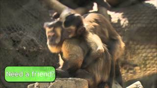 Capuchin Monkeys [upl. by Einnahc]