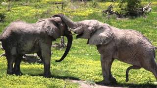 Eléphants  girafes Etosha Park Namibie ggroadtrip [upl. by Paget]