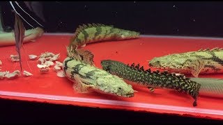 Assorted Bichirs Eating Chicken Heart  Raw Video [upl. by Fulmer462]