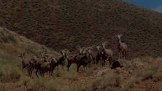 Desert Bighorn Mountain Sheep Middlegate Nevada [upl. by Bullen]