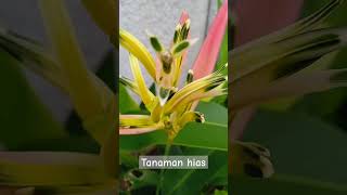 tanaman hias heliconia psittacorum [upl. by Akinehs]