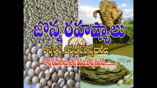 Jowar uses OR jonnalu Uses Or Sorghum Uses [upl. by Esyahc]