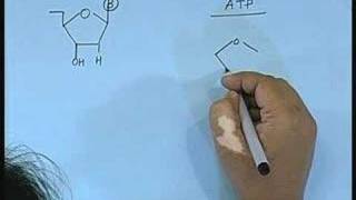 Lecture  20 Nucleic Acids 1 [upl. by Marita]