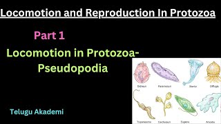 Locomotion and Reproduction in Protozoa Part 1 pseudopodia locomotion reproduction protozoa [upl. by Altis]