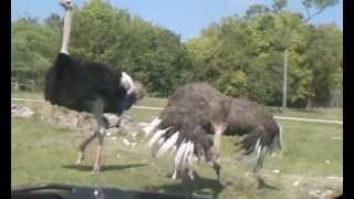 SUCCESSFUL Ostrich Mating Dance Followed by Ostriches Mating [upl. by Conant68]