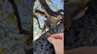 Will he or Wont he with Big Nuts the Squirrel animals food reels challenge feed gameplay live [upl. by Swiercz]