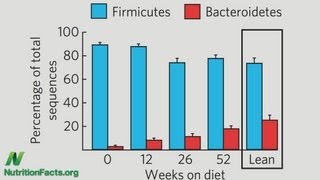 Tipping Firmicutes to Bacteroidetes [upl. by Albina748]