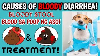 MAY DUGO SA POOP NG ASO DAHILAN NG BLOODY DIARRHEA SA ASO  PAANO GAMUTIN ANG BLOODY STOOL NG ASO [upl. by Ut]