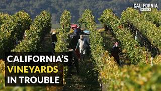 California Wineries on Brink of Losing Everything [upl. by Euqilegna]