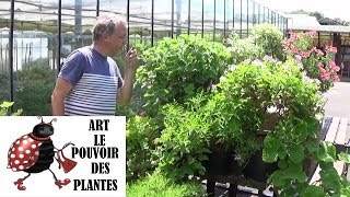 chaine de Jardinage PelargoniumodorantTomentosum Comment faire une Bouture Géranium [upl. by Dominik]