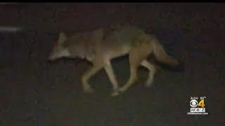 Pet owners warned after coyote attacks in Massachusetts [upl. by Louanne]