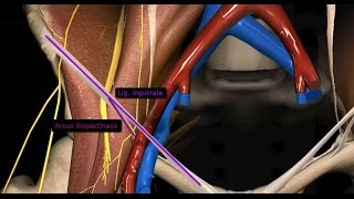 Untere Extremität  Lacuna musculorum und Lacuna vasorum  3D [upl. by Legra531]