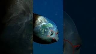 Barreleye Fish 🐠 [upl. by Russon]