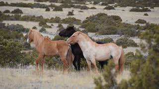 Two stallions fighting to establish dominance on the Mustang Flats at the Bighorn Canyon [upl. by Hauge278]