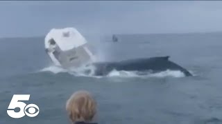 Whale capsizes boat in New Hampshire [upl. by Mirelle]