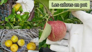 Les arbres fruitiers en pot 2021 [upl. by Shult]