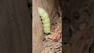 Moth caterpillar [upl. by Begga98]