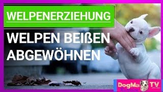 💥🐶 Welpen das Beißen abgewöhnen ➡️ Das musst du wissen ➡️ Erklärvideo 🐶💥Steffi Salostowitz Reaction [upl. by Wentworth]