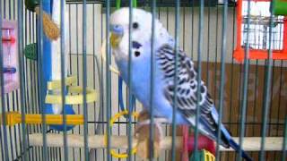 My Two Parakeets Chirping [upl. by Ettenan]