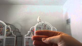 Goffins cockatoo yelling and screaming [upl. by Alroi]