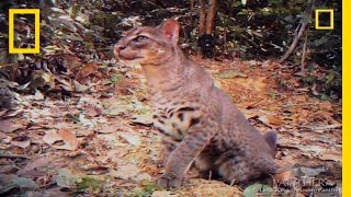 Elusive Golden Cat Filmed  National Geographic [upl. by Aduhey]