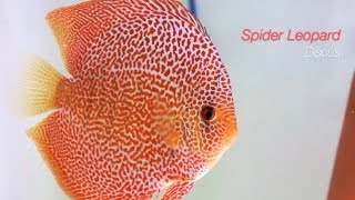 DiskusZuchtpaare EuropaDiscusCenter  Discus Breeding Pairs [upl. by Mariejeanne]