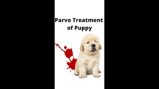 Puppy parvo at Vet clinic [upl. by Elston161]