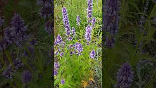 This plant Agastache  Giant Hyssop will bring in Bees [upl. by Notselrahc793]