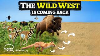 America’s ambitious plan to restore the Wild West [upl. by Wallas]