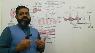 Structure of Skeletal Muscle UrduHindi medium  Prof Masood Fuzail  Anatomy of Skeletal muscle [upl. by Falda]