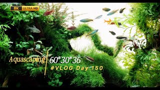 Aquascaping 603036 Vlog Day150  8k video ｜IAPLC 2022 Contest Tank Rank 995 [upl. by Arthur520]