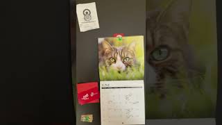 Cat Calendar Cat has Two Different Color Eyes  Friday June 28 2024 [upl. by Dorolice245]