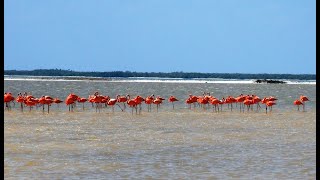 Rio Lagartos amp Las Coloradas Tour  Mexico Kan Tours [upl. by Nallid]