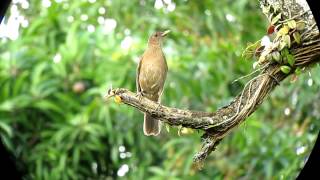 Claycolored Thrush  Turdus grayi  Uraba Caribbean Lowlands [upl. by Yhtur]