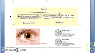 Pharmacology 110 b Atropine hyoscine scopolamine ipratropium bromide tropicamide benzhexol [upl. by Enelear]