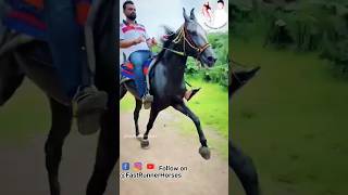 सिंधी घोड़े की रेवाल चाल 🏇 horseriding horselover sindhihorse animal horse horseshorts [upl. by Aseefan]