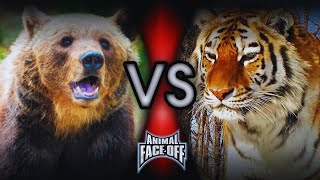 Animal Face Off 712  Brown Bear vs Siberian Tiger [upl. by Adnuhsar121]