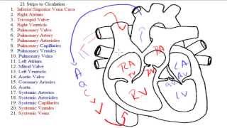 21 Steps to Circulation  Explanation [upl. by Pooley805]