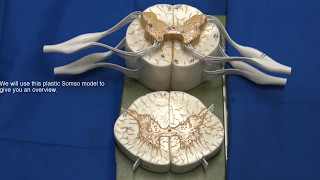 Gross Anatomy of Spinal Nerves [upl. by Misty]