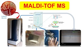 MatrixAssisted Laser DesorptionIonization TimeofFlight Mass Spectrometry MALDITOF MS [upl. by Clyde]