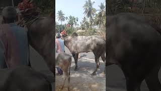 Hallikar stud bull s procession at kengal cattle fairjai hori somanna Jai hori siddarajanna 🙏👑 [upl. by Chucho]