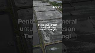 Bagaimana cara menjaga kestabilan mineral Klik link berikut httpsefishmineraludang [upl. by Auhsot]